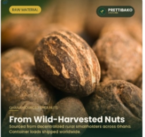 Wild-harvested shea nuts sourced from decentralized rural smallholders across Ghana